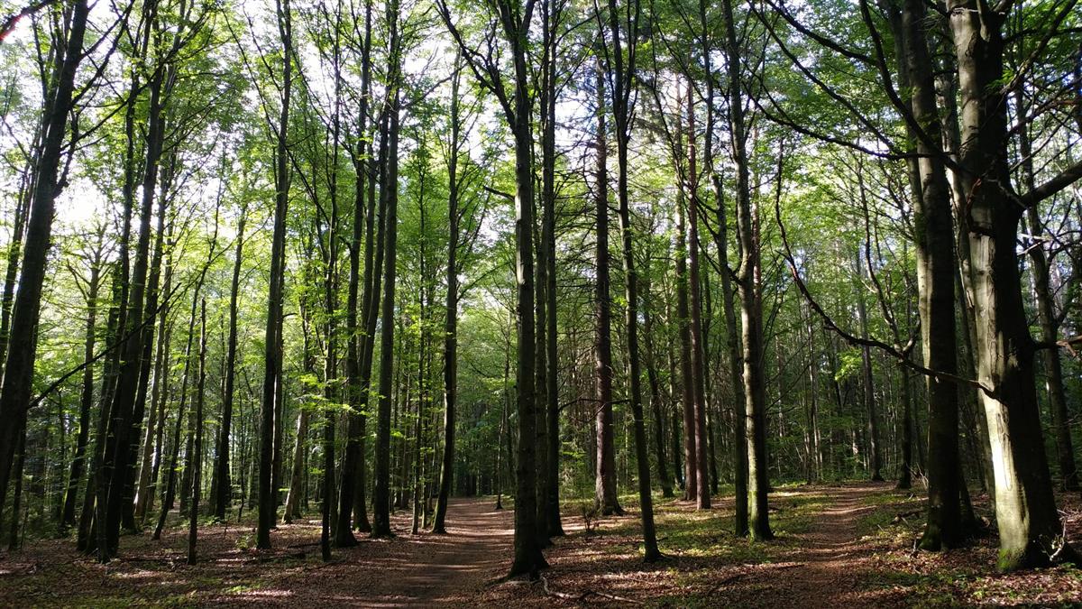 Bilde av en skog. - Klikk for stort bilde